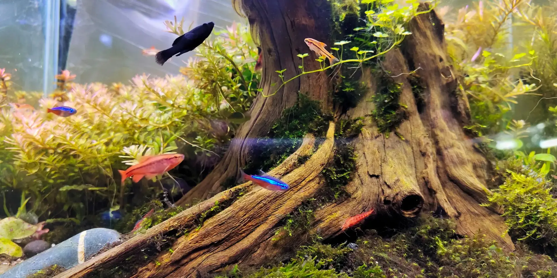 akvarijní-rostliny-rostlinkovo