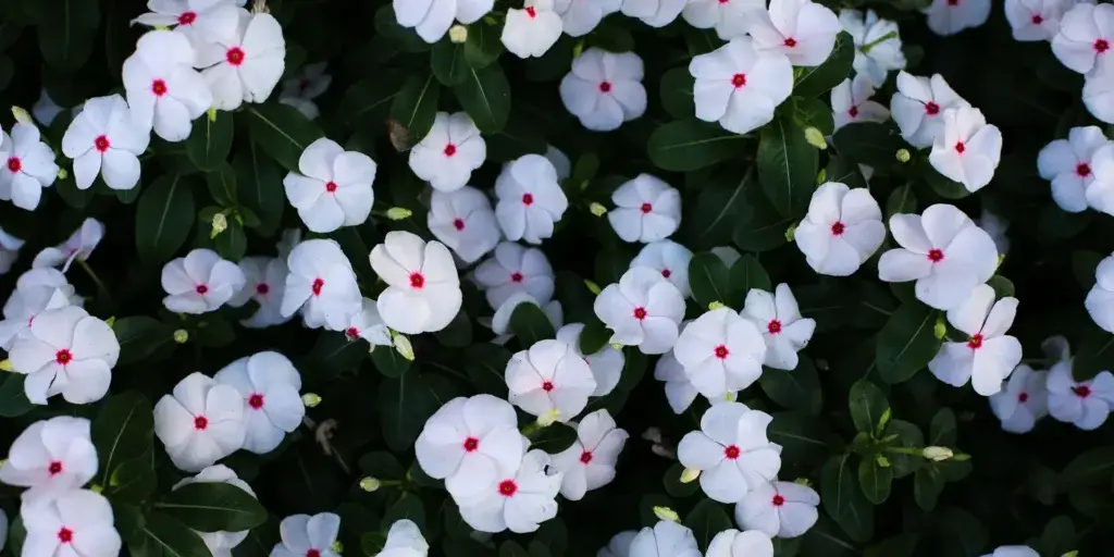 Barvínkovec-Catharanthus-rostlinkovo