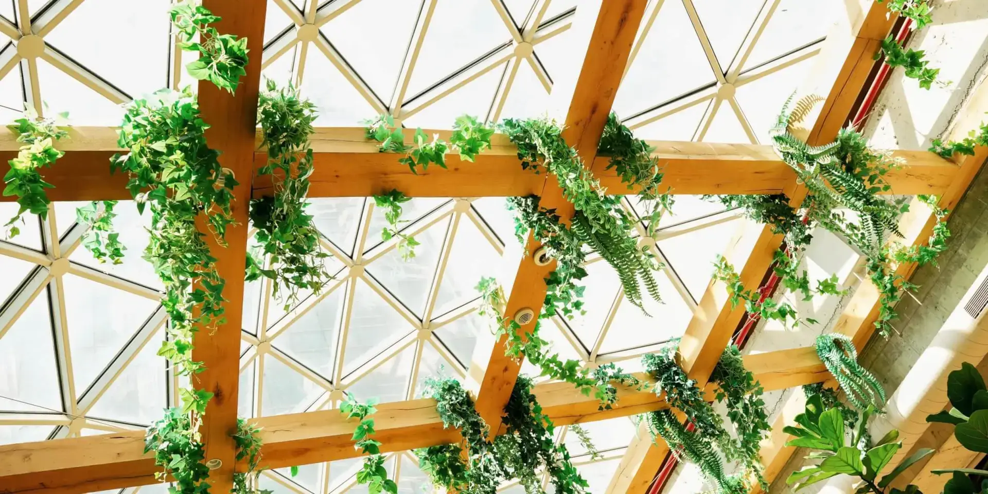 kvetiny-v-zime-rostlinkovo