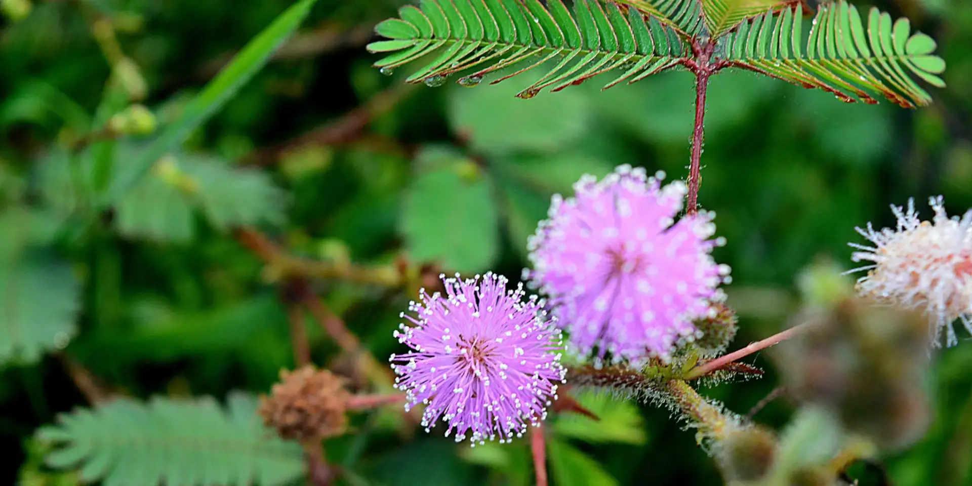 mimosa-pudica-rostlinkovo