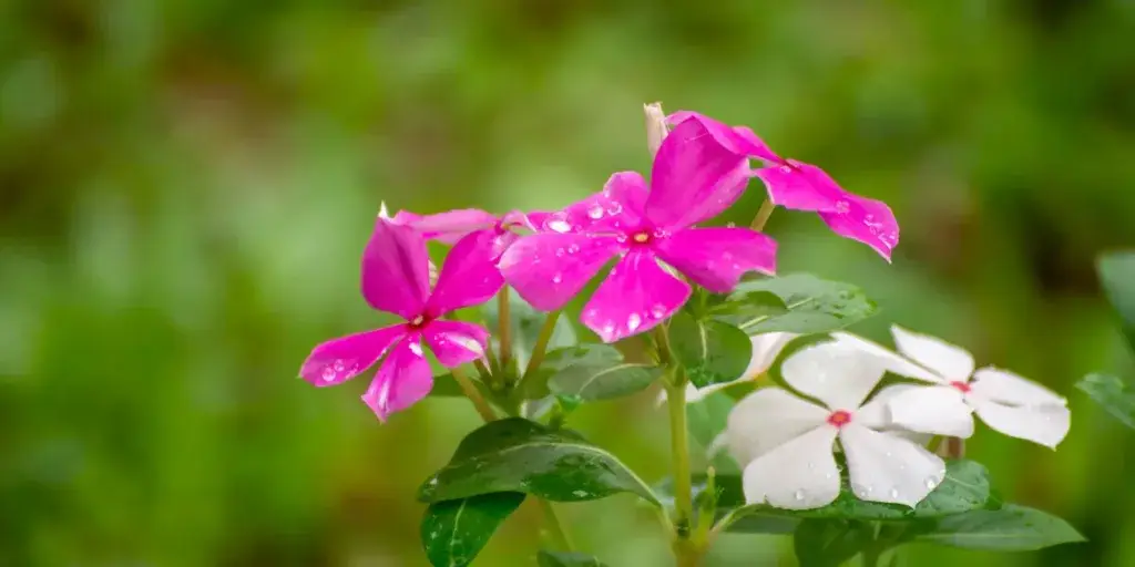 Barvínkovec-Catharanthus-rostlinkovo