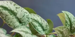 scindapsus-pěstování-rostlinkovo