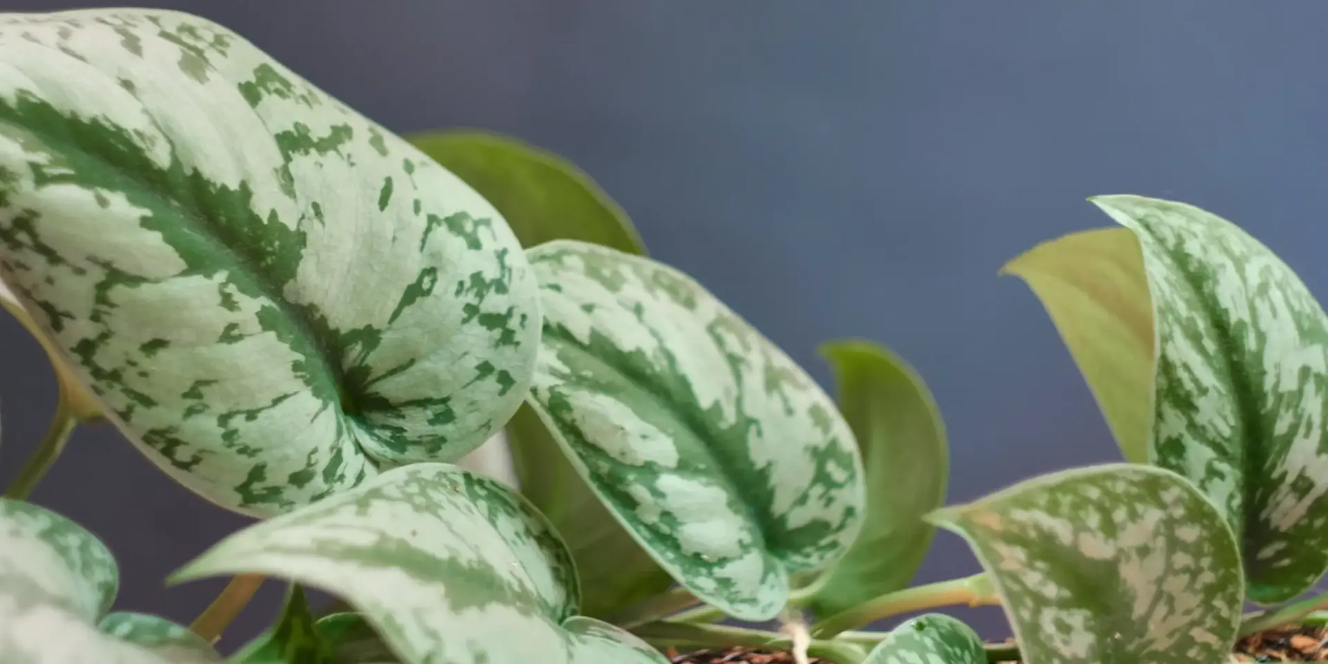 scindapsus-pěstování-rostlinkovo