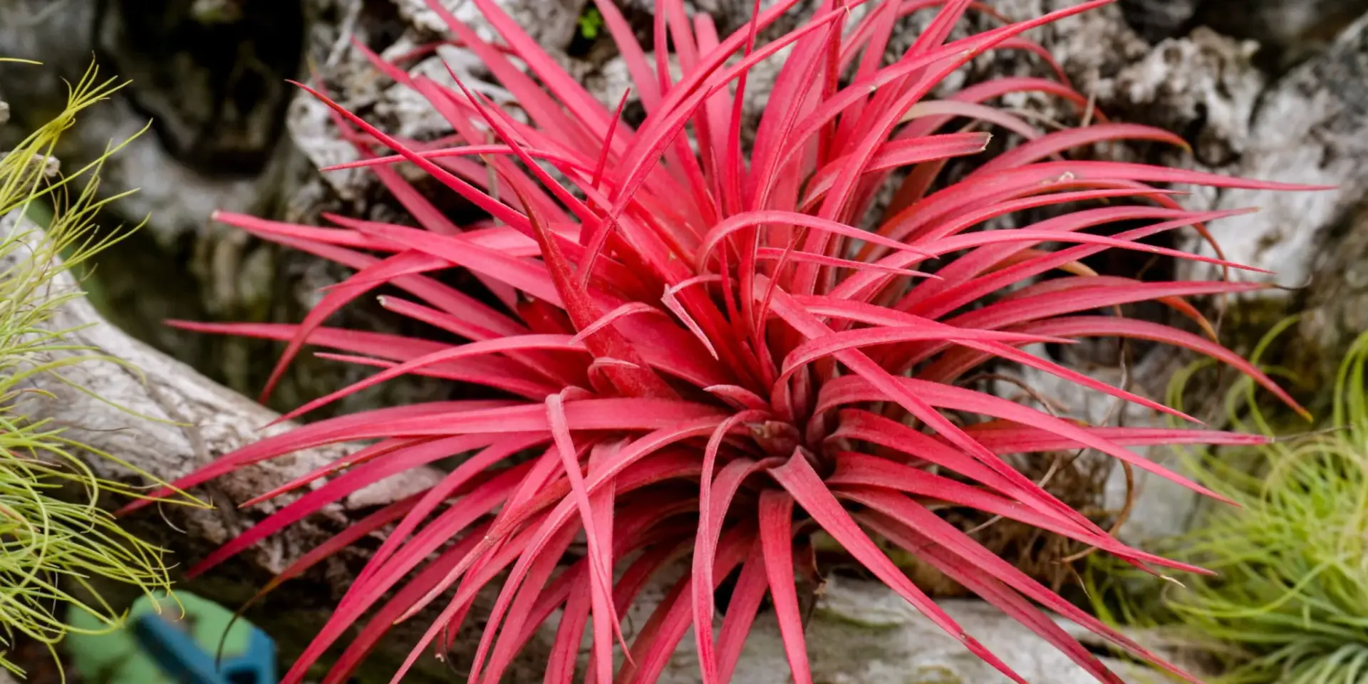 tillandsie-vzdusne-rostliny-rostlinkovo