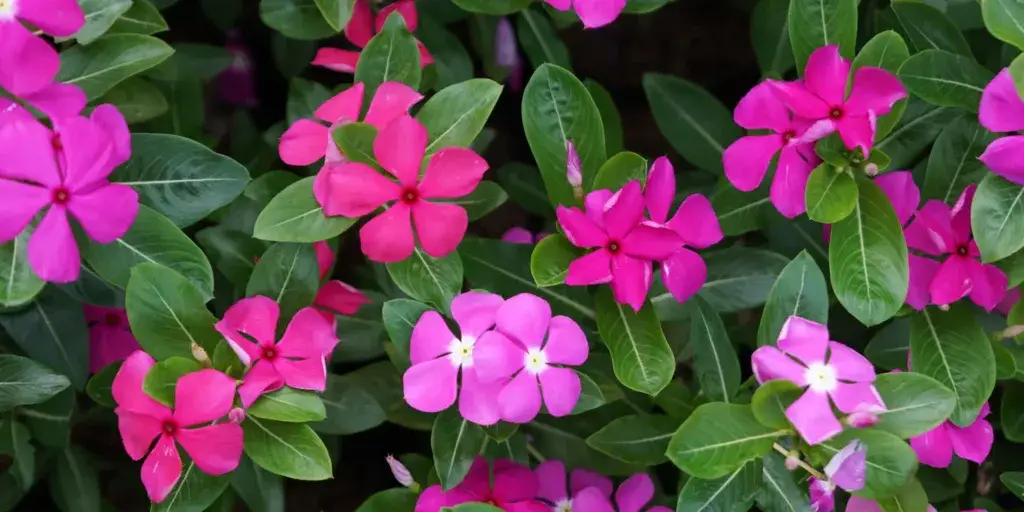 Barvínkovec-Catharanthus-rostlinkovo