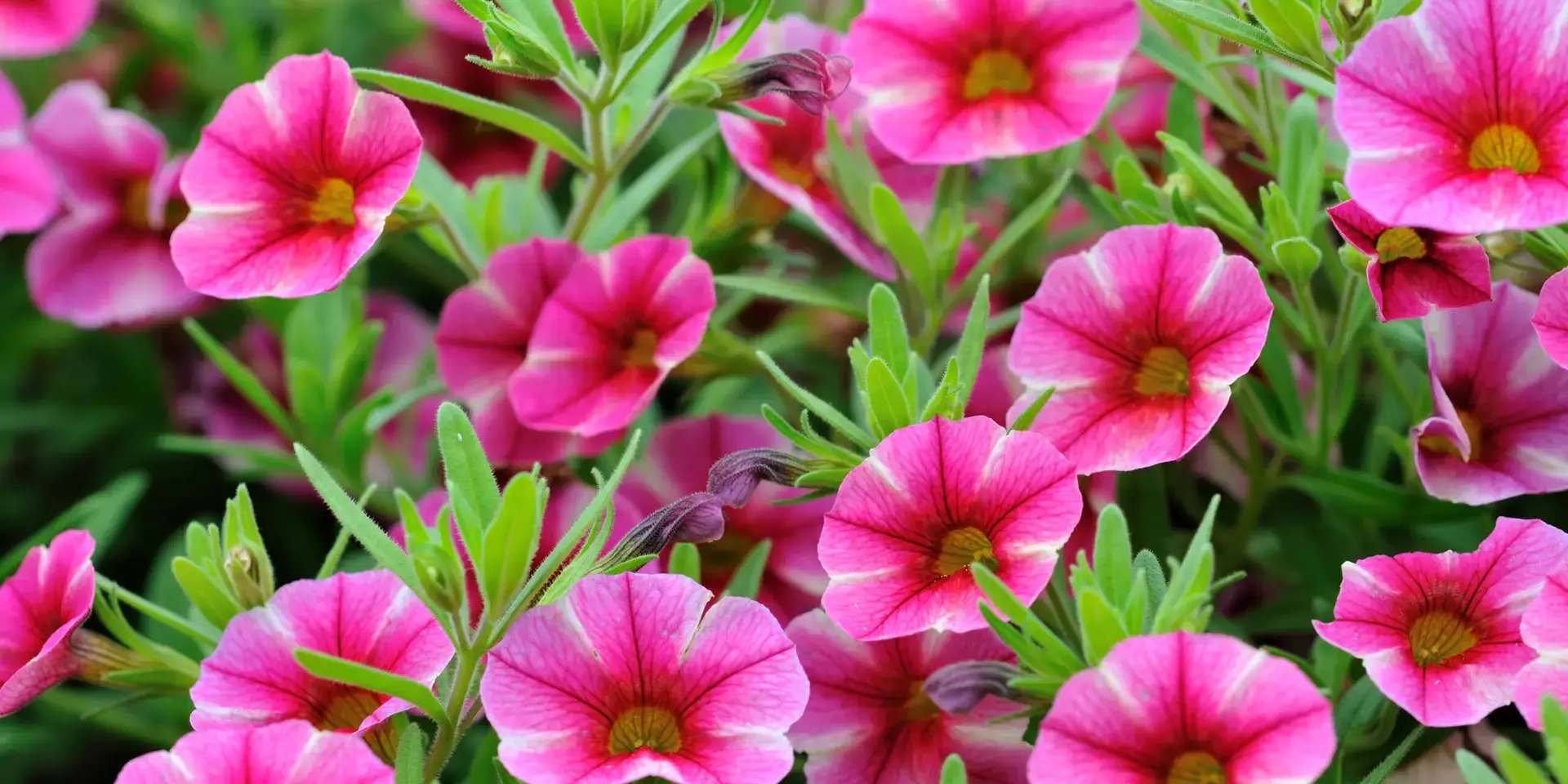 petúnie-rostlinkovo