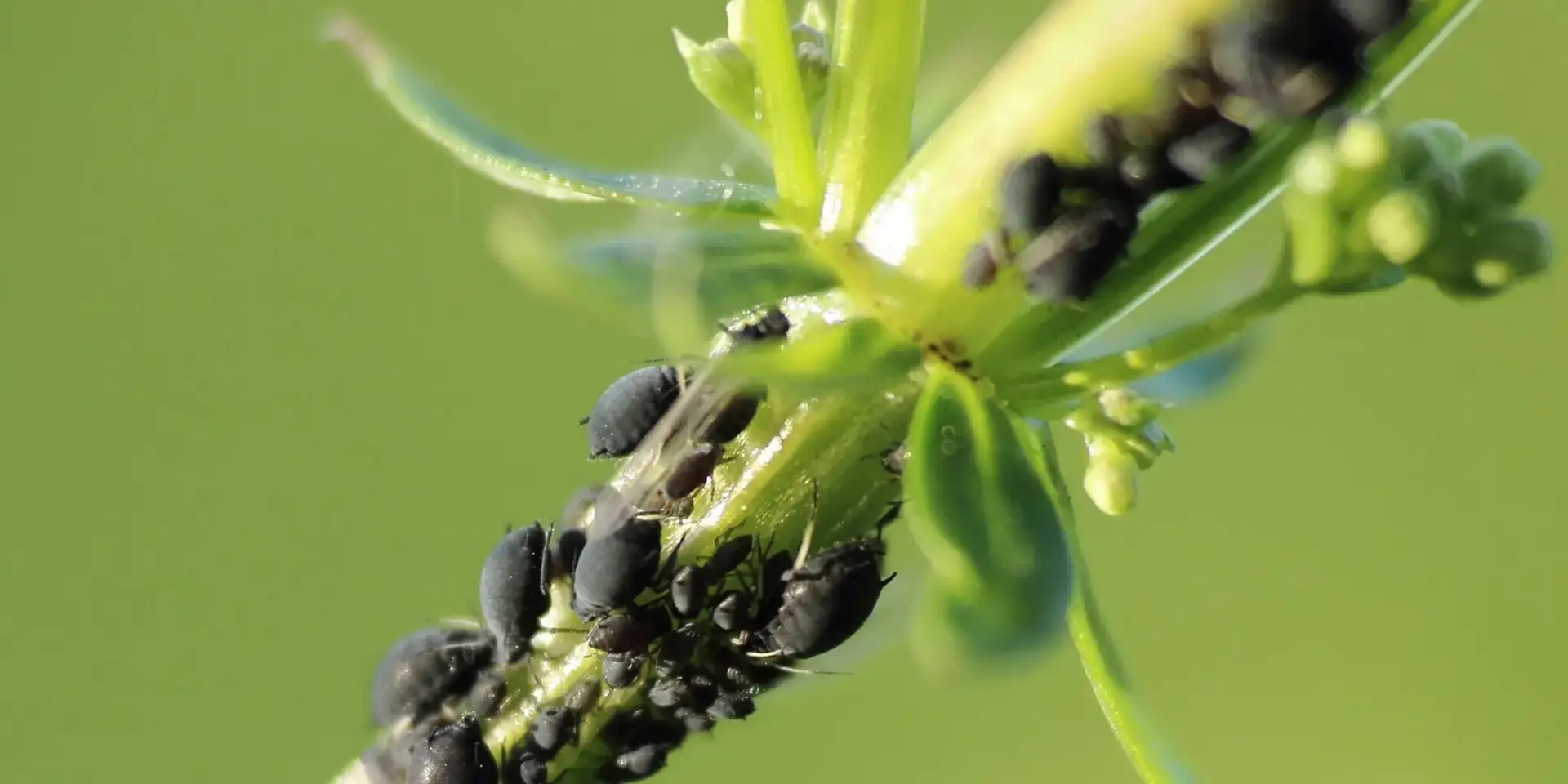 Mšice-škůdci-rostlinkovo