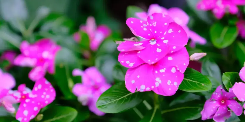 Barvínkovec-Catharanthus-rostlinkovo