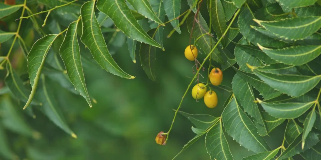 Neemový-olej-rostlinkovo