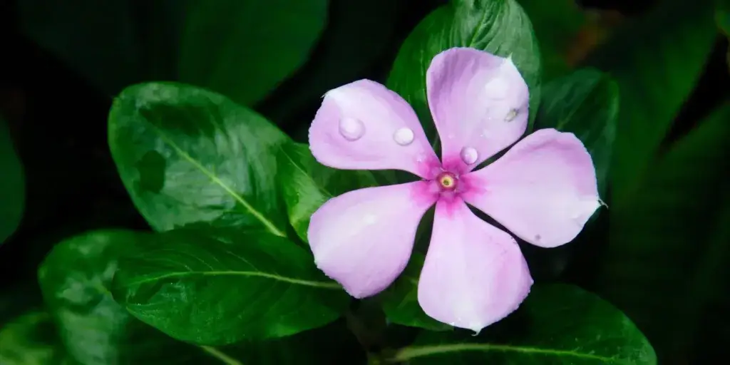 Barvínkovec-Catharanthus-rostlinkovo