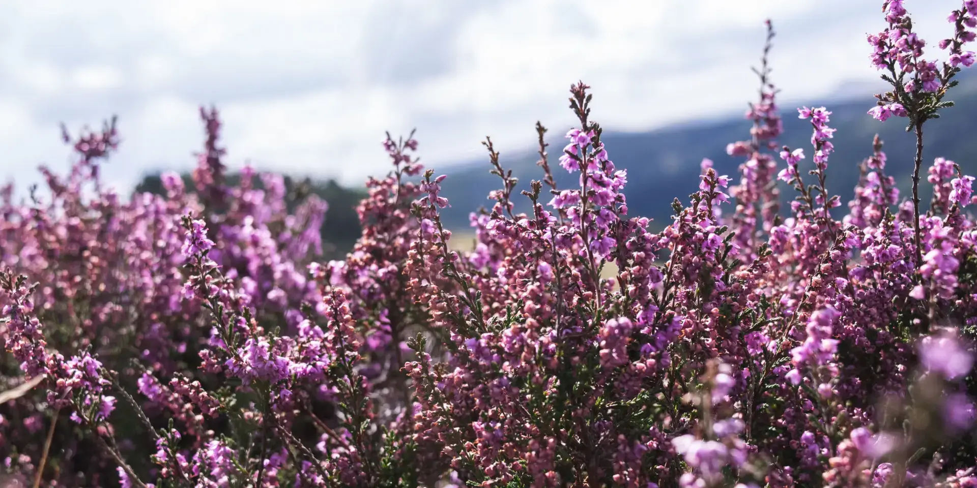 vřes-pěstování-rostlinkovo