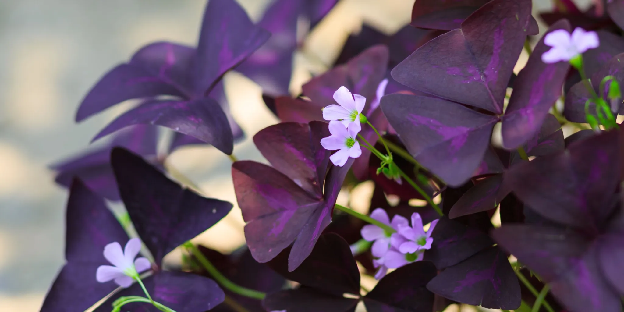 Oxalis-šťavel-trojlístek-rostlinkovo