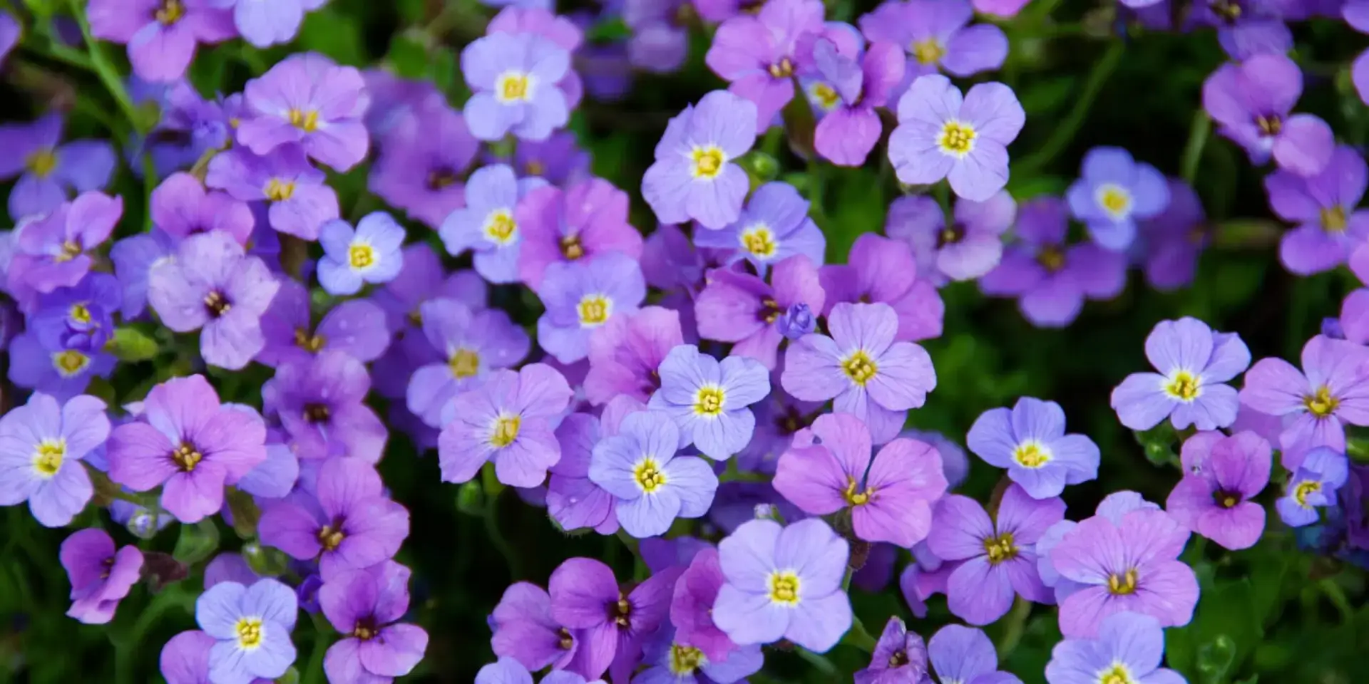 skalničky-rostlinkovo