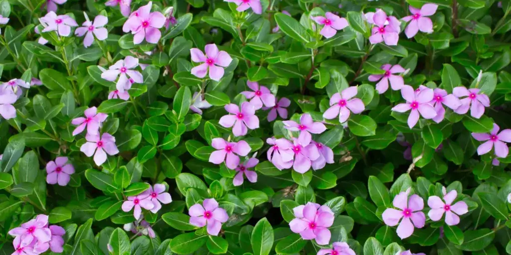 Barvínkovec-Catharanthus-rostlinkovo