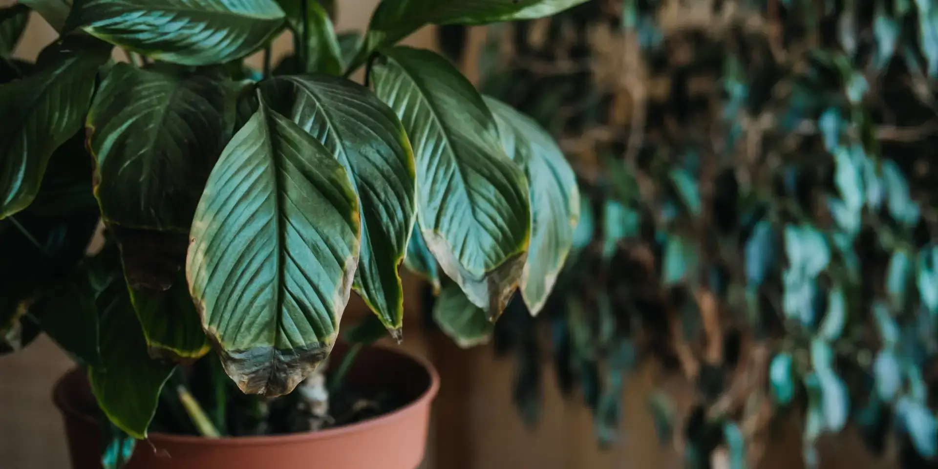 skvrny-na-listech-rostlinkovo