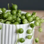 senecio-rowleyanus-rostlinkovo