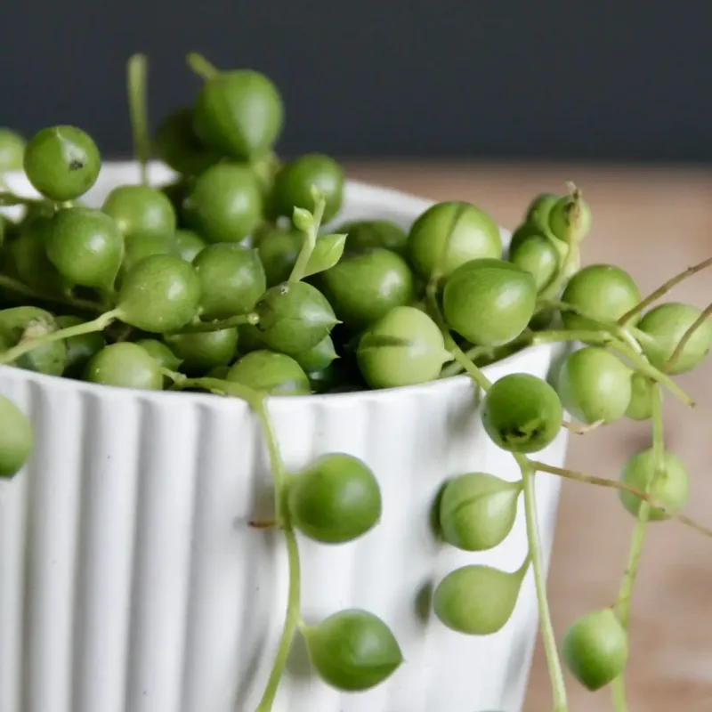 senecio-rowleyanus-rostlinkovo