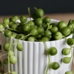 senecio-rowleyanus-rostlinkovo