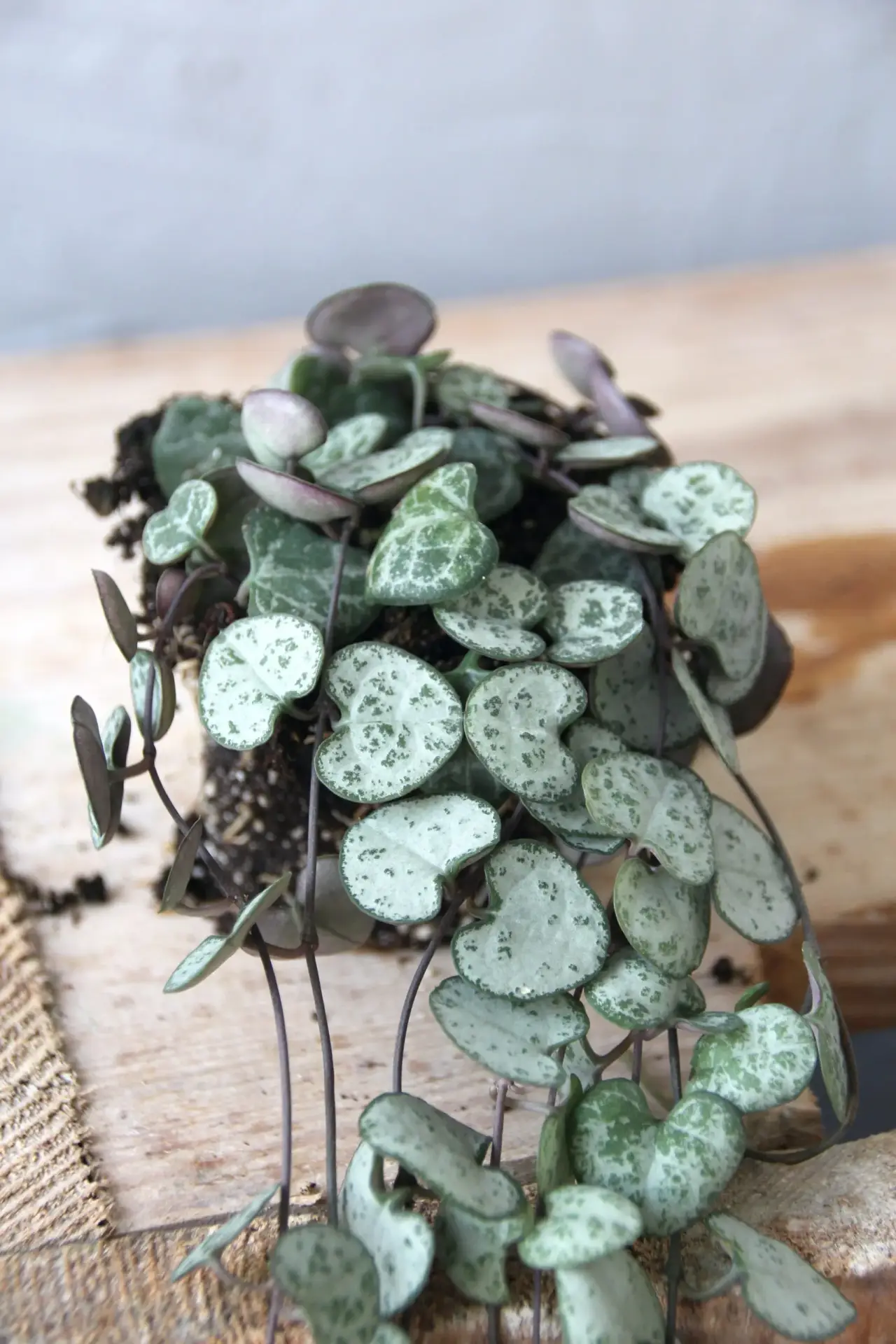 ceropegia-lampášek-rostlinkovo