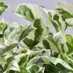 epipremnum-aureum-n-joy-rostlinkovo