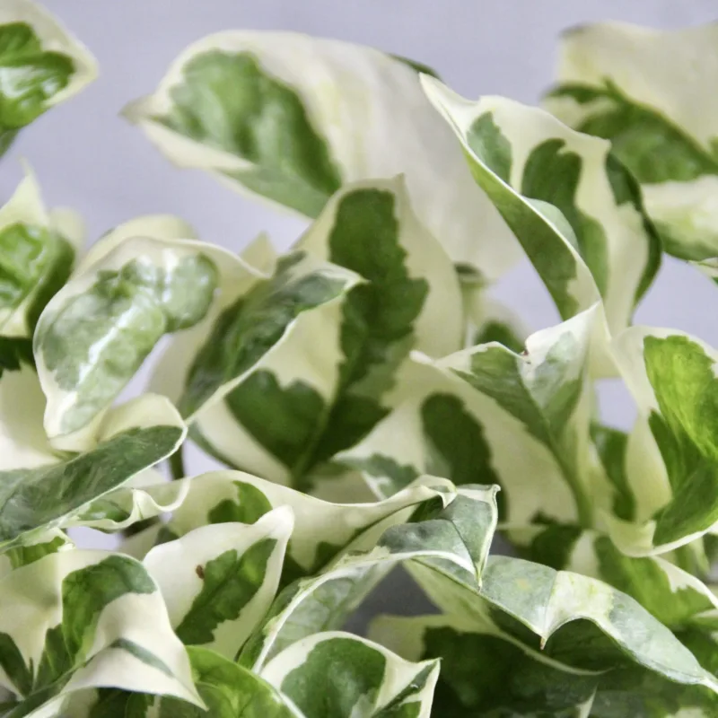 epipremnum-aureum-n-joy-rostlinkovo