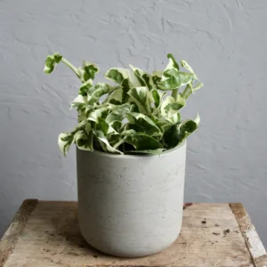 epipremnum-aureum-n-joy-rostlinkovo