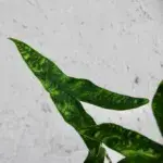 alocasia-reticulata-rostlinkovo