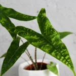 alocasia-reticulata-rostlinkovo