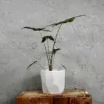 alocasia-reticulata-rostlinkovo