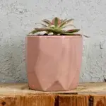 aeonium-pink-witch-rostlinkovo