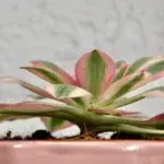 aeonium-pink-witch-rostlinkovo