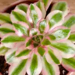 aeonium-pink-witch-rostlinkovo
