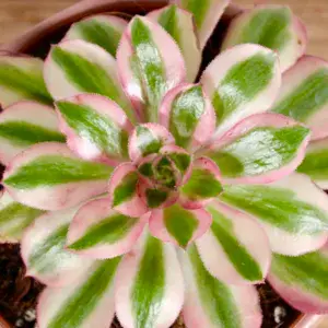 aeonium-pink-witch-rostlinkovo