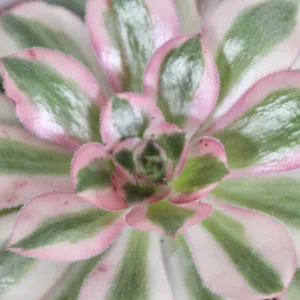 aeonium-pink-witch-rostlinkovo