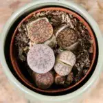 lithops-leslei-rostlinkovo
