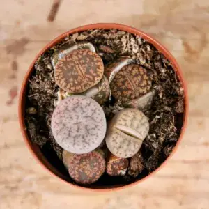 lithops-leslei-rostlinkovo