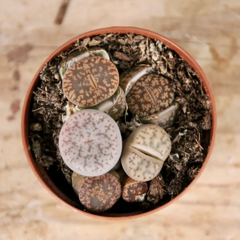 lithops-leslei-rostlinkovo
