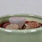 lithops-leslei-rostlinkovo