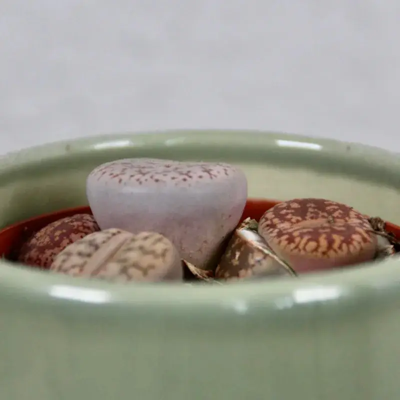 lithops-leslei-rostlinkovo