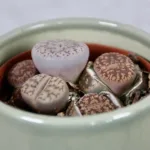 lithops-leslei-rostlinkovo