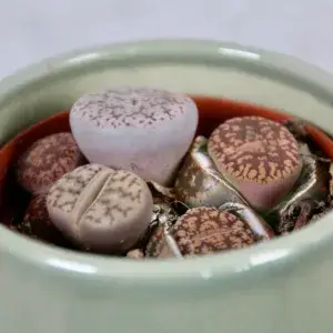 lithops-leslei-rostlinkovo