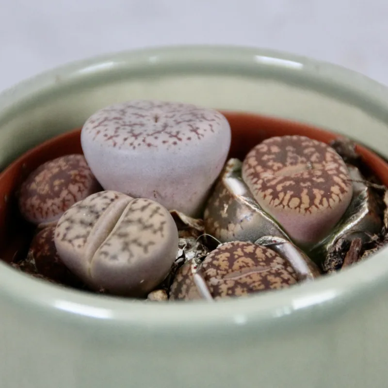 lithops-leslei-rostlinkovo