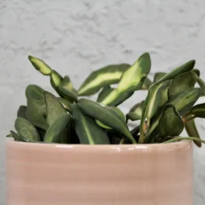 hoya-burtoniae-variegata-rostlinkovo