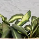 hoya-burtoniae-variegata-rostlinkovo