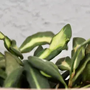 hoya-burtoniae-variegata-rostlinkovo