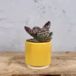 kalanchoe-zebra-rostlinkovo
