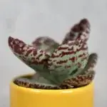 kalanchoe-zebra-rostlinkovo