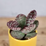 kalanchoe-zebra-rostlinkovo