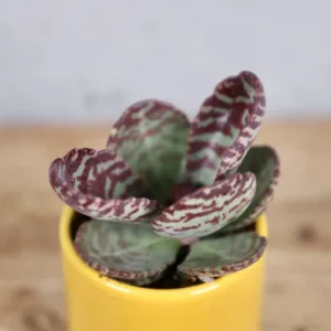 kalanchoe-zebra-rostlinkovo