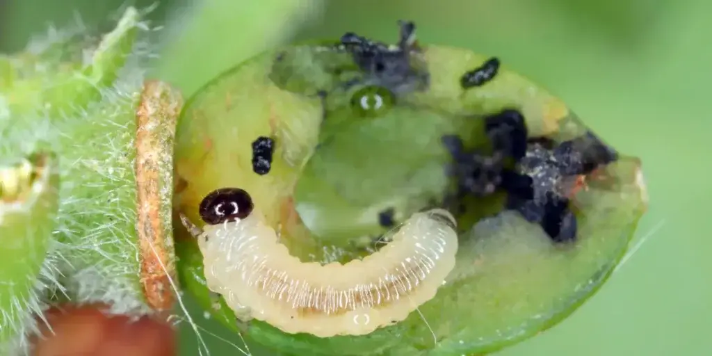 Škůdci-v-zahradě-rostlinkovo